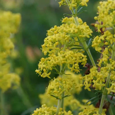 Lady's bedstraw