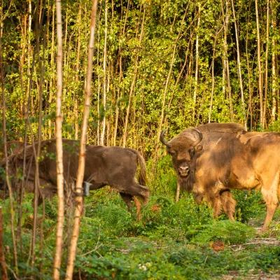 Two of the bison which have been released into Kent.