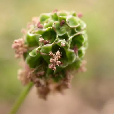 Salad burnet