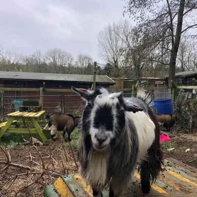Friendly goat at Seal 