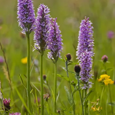 Common spotted orchids