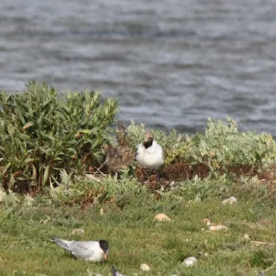 Black-headed gull with hungry chick.