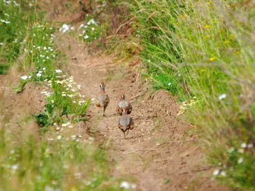 A covey of red-legged partridges running along the edge of a track