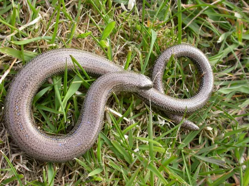 Slow worm on the grass