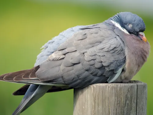 Woodpigeon