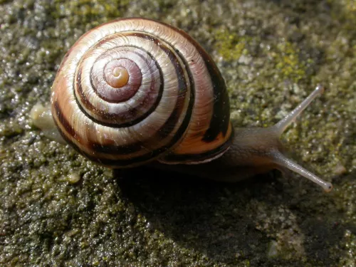 Brown-lipped Snail