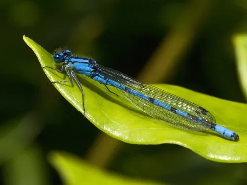 Common Blue Damselfly