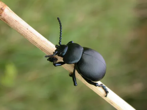 Bloody-nosed Beetle