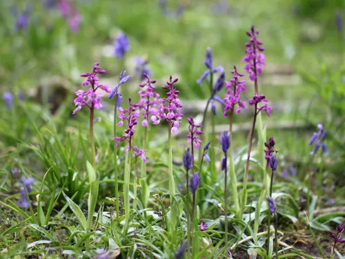 Early purple orchids in a cluster.