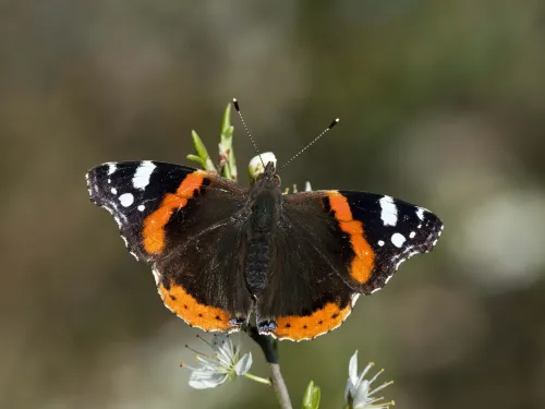Red Admiral butterfly
