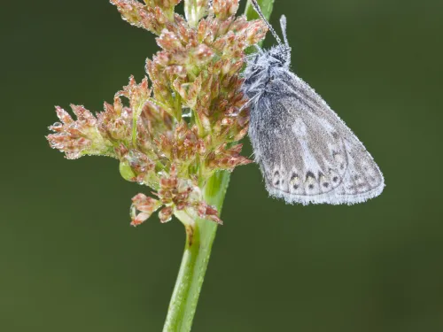 Common Blue butterfly on Soft Rush