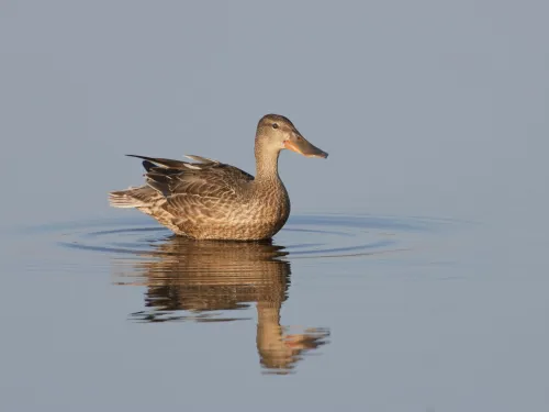 Shoveler
