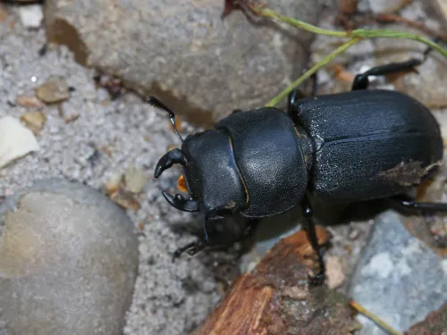 Lesser stag beetle