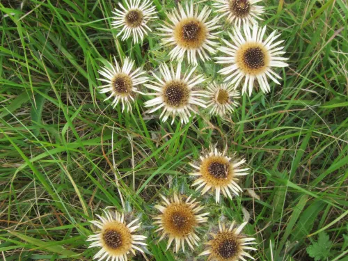 Photo of carline thistle (J Shorter)
