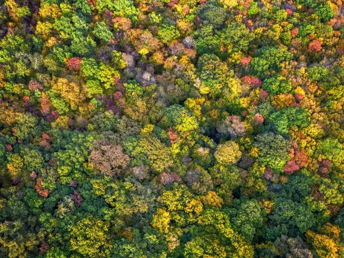aerial colourful forest trees