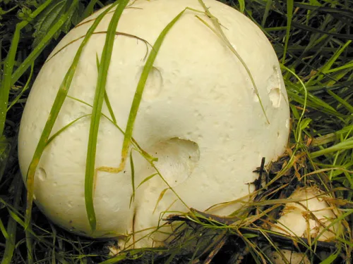 A giant puffball growing in a patch of grass. It's a football-shaped fungus with pockmarked, off-white skin