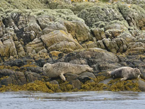 Common seals enjoying the rocky shores