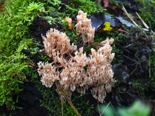 Crown-tipped Coral rare fungus