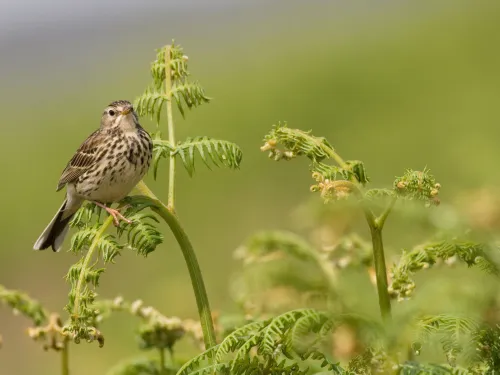 meadow pipit