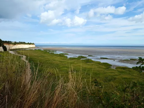 Pegwell Bay chalk grassland with view of white cliffs by Vicky Aitkenhead