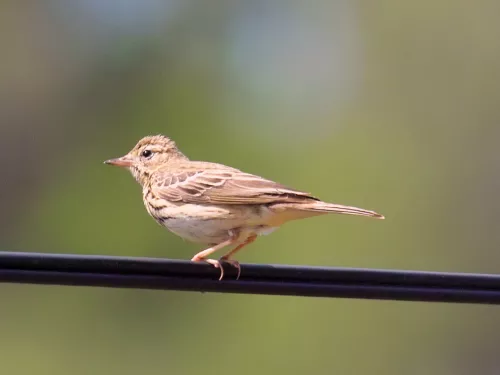 Tree Pipit