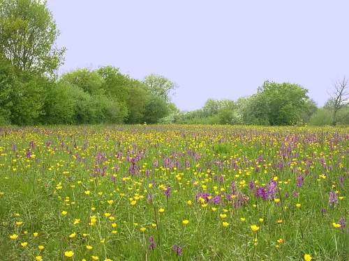 Green winged orchids, Marden Meadows