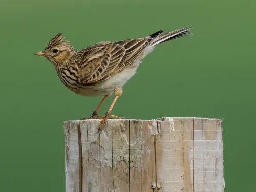 Skylark perching on a wooden post with a green background by John Bridges