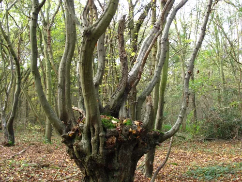 Ancient hornbeam pollard
