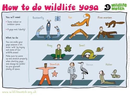 How to do wildlife yoga