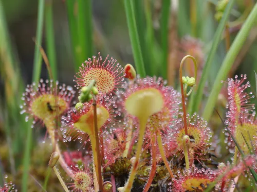 Round leaved sundew Hothfield bog2