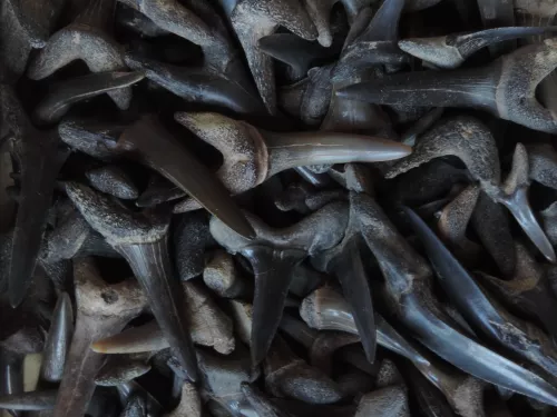 Shark teeth bundle - Philip Hadland