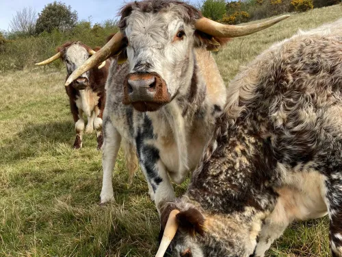 Longhorn cattle