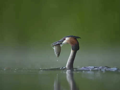 Great crested grebe coming out of the water with a fish in its grasp