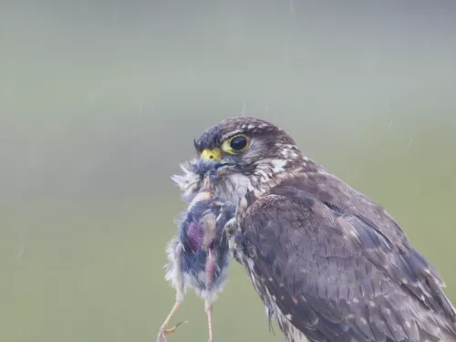 Merlin bird with prey in its beak