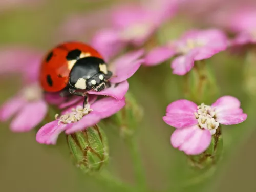 A ladybird on a pink flower.