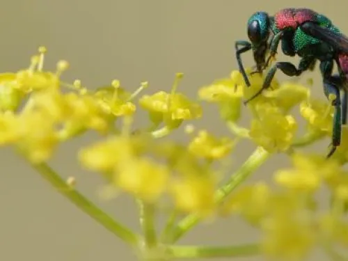 Jewel wasp on a yellow flower