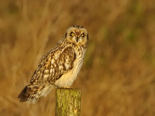 A short-eared owl sat on a post.
