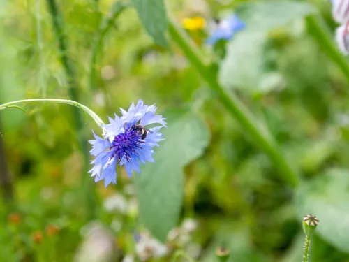 A bee on a drooping blue cornflower.