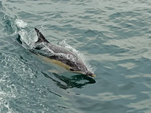 A single dolphin breaching out of water.