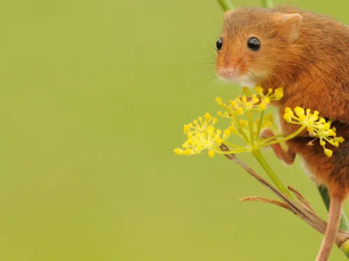 Harvest mouse on a flower stalk