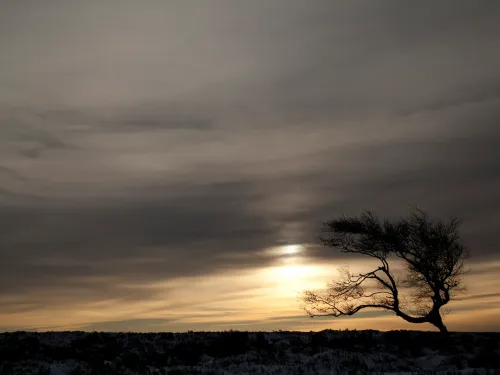 A windswept tree against a misty sky with the sun peeking through.