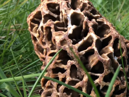 Morel