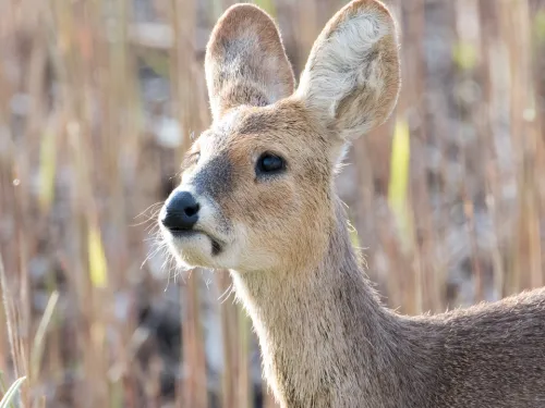 A Chinese water deer.