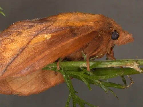 An adult drinker moth on a plant stem.