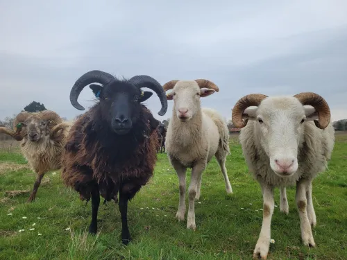 Sheep at Leybourne Chase