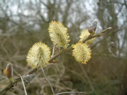 Yellow willow catkins on a tiny branch.