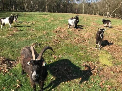 Bigbury goats