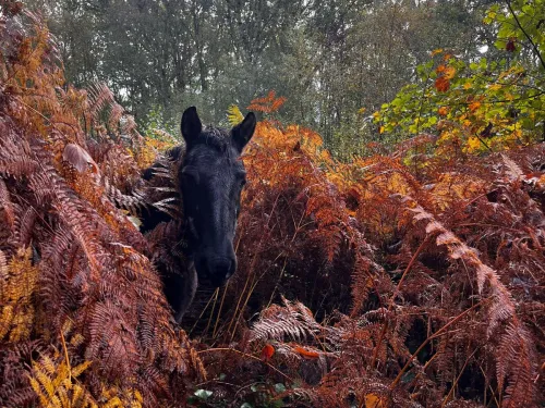 a black pony walking through ferns