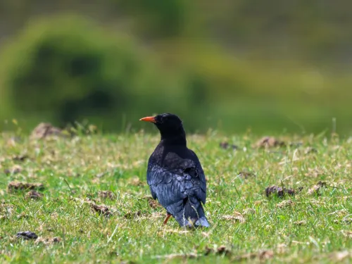 chough chick 2025 on grass