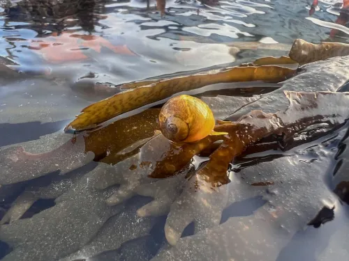 A flat periwinkle snail on a frond of seaweed.